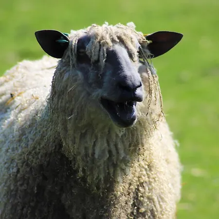 Elmfield House ゲストハウス