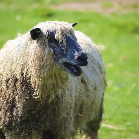 Elmfield House ベデール