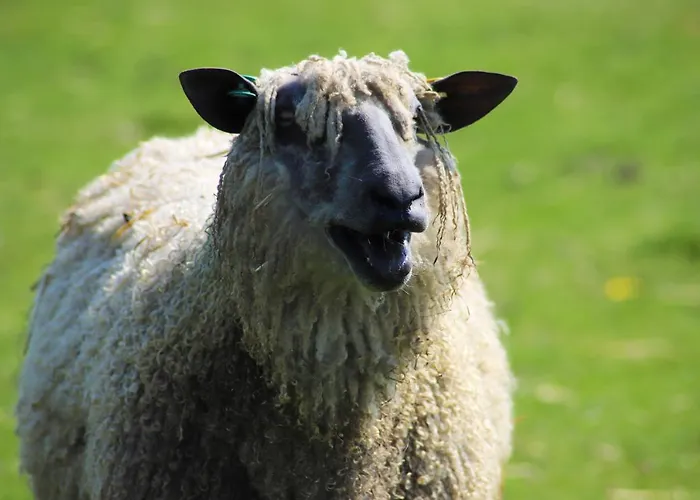 Elmfield House Guest house