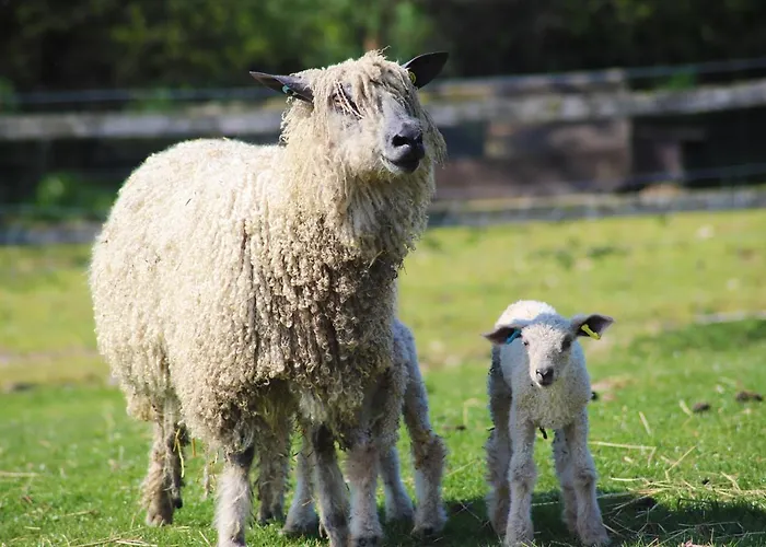 Elmfield House Guest house Bedale