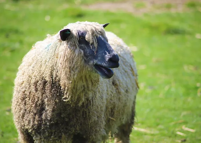 Elmfield House Bedale