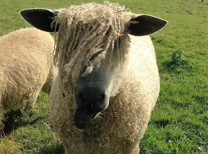 Elmfield House Guest house Bedale