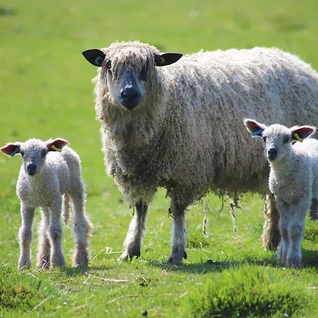 Maison d'hôtes Elmfield House