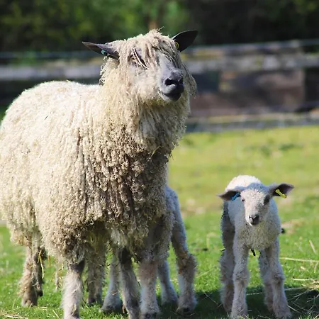 Elmfield House Maison d'hôtes Bedale